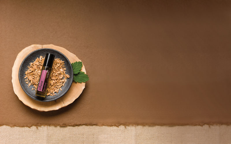 Botanical photo of InTune oil