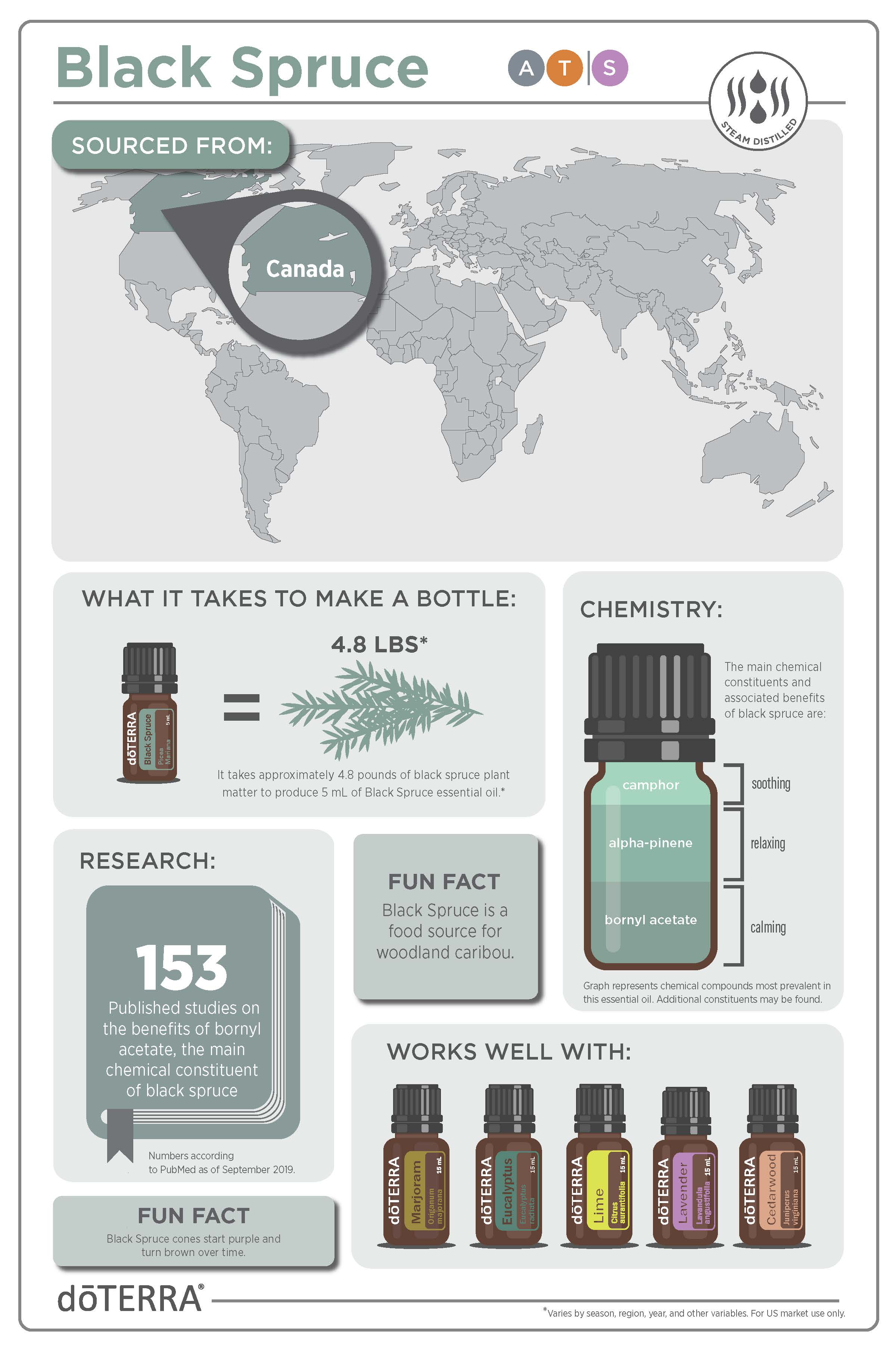 Black Spruce_Infographic_v3.jpg