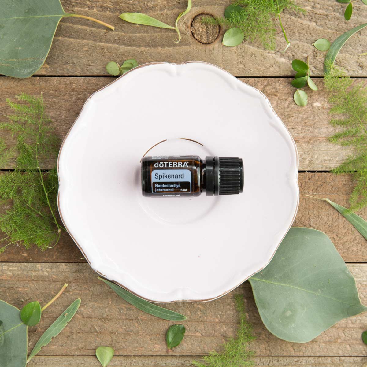 Spikenard essential oil bottle on a white plate surrounded by green leaves. How do you use Spikenard essential oil? Spikenard essential oil can be used to create a relaxing atmosphere or to soothe the skin. 