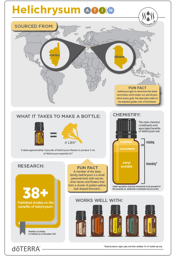 2x3-566x819-helichrysum-infographic-update.jpg