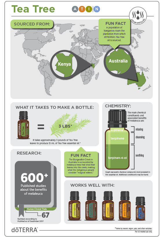 2x3-566x819-tea-tree-infographic.jpg