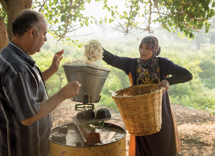 People Harvesting Jasmine Flower