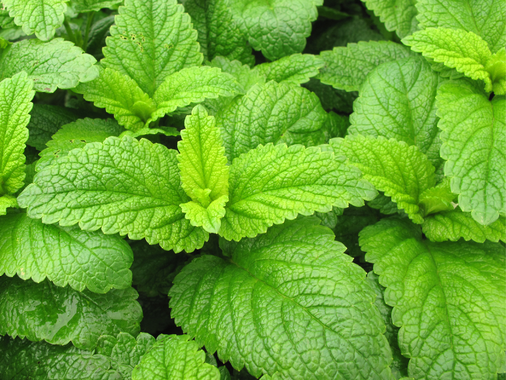 TriEase Product Page Images_peppermint - mobile.jpg