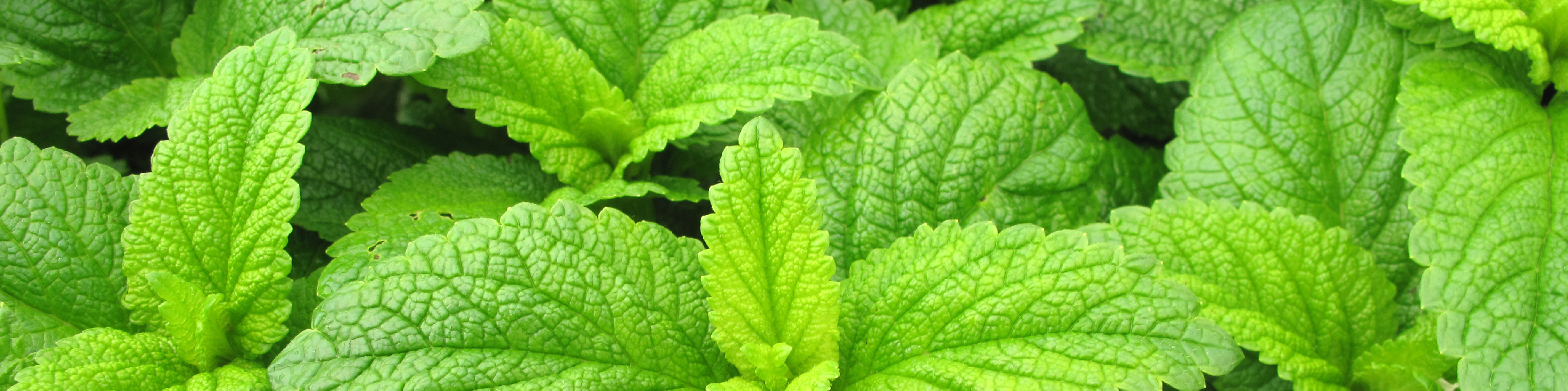 TriEase Product Page Images_peppermint - desktop.jpg