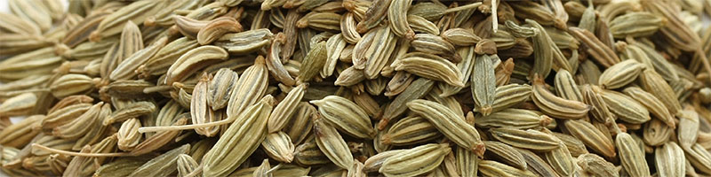 Fennel 
