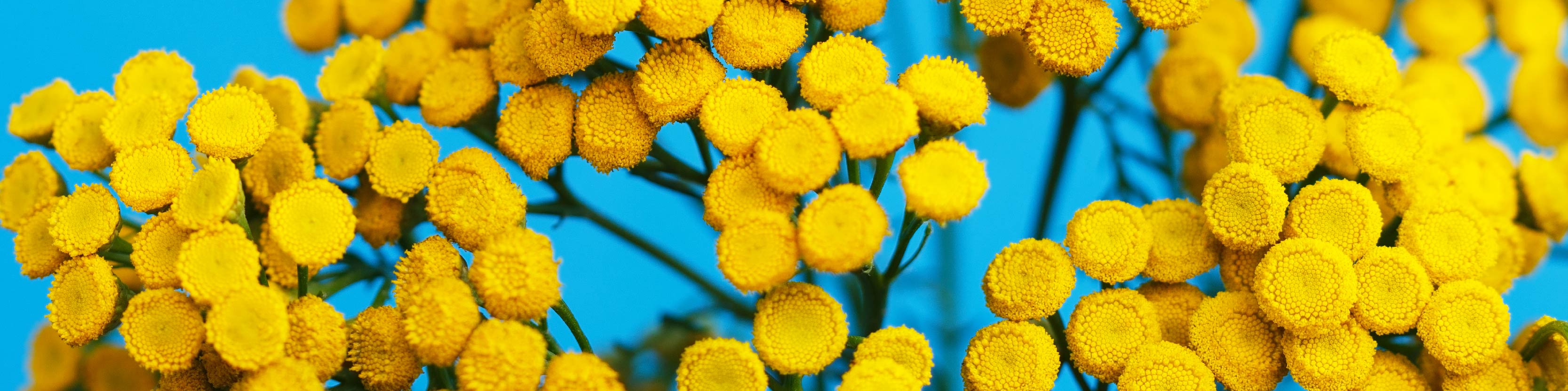 Blue Tansy Flower Image