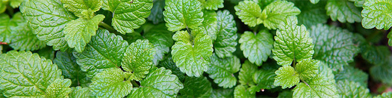 Peppermint leaves