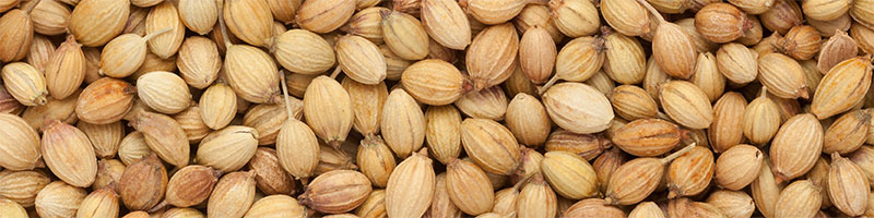 Coriander seeds