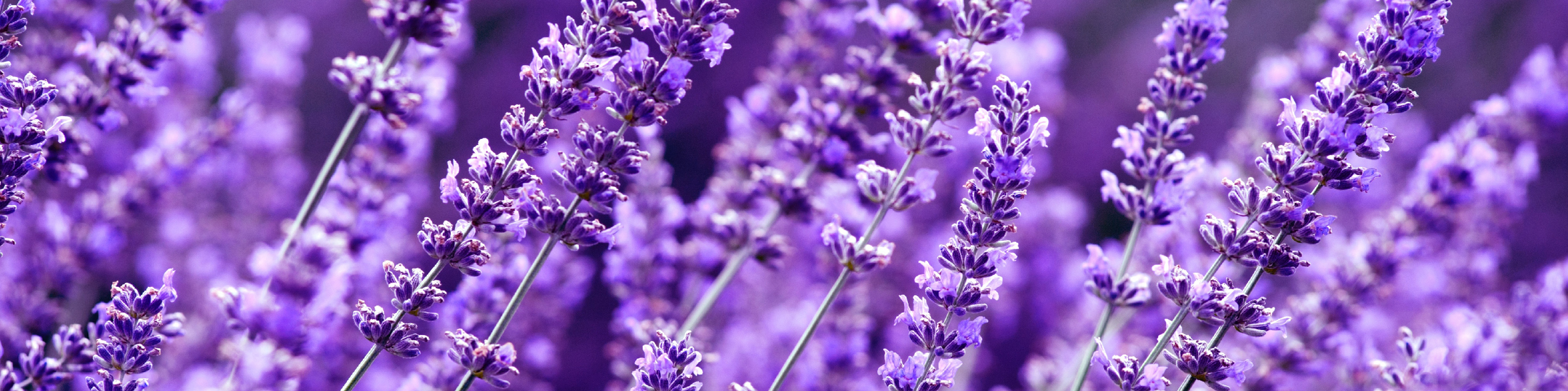 TriEase Product Page Images_lavender - desktop.jpg