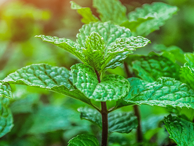 Spearmint leaves