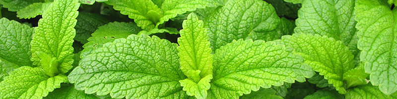 Peppermint Leaf image