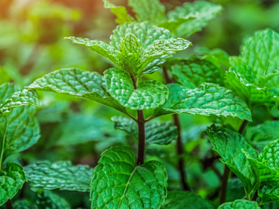 Peppermint Leaf image