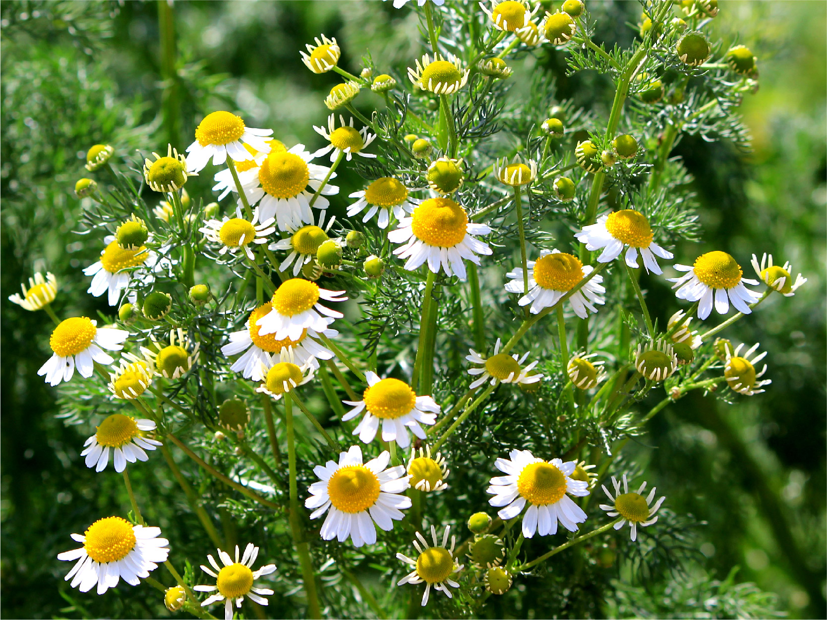 Chamomile Flower image