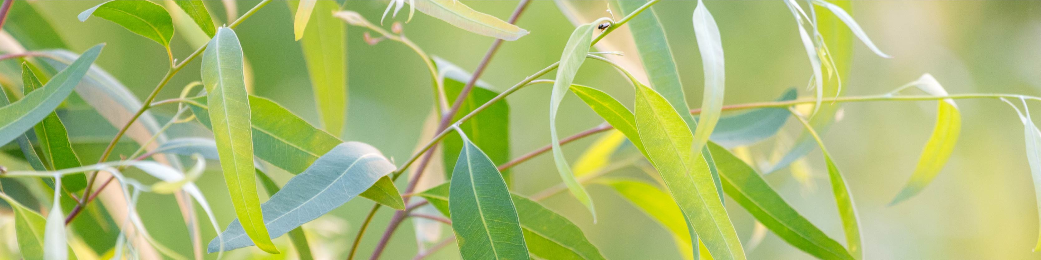 Eucalyptus leaf image
