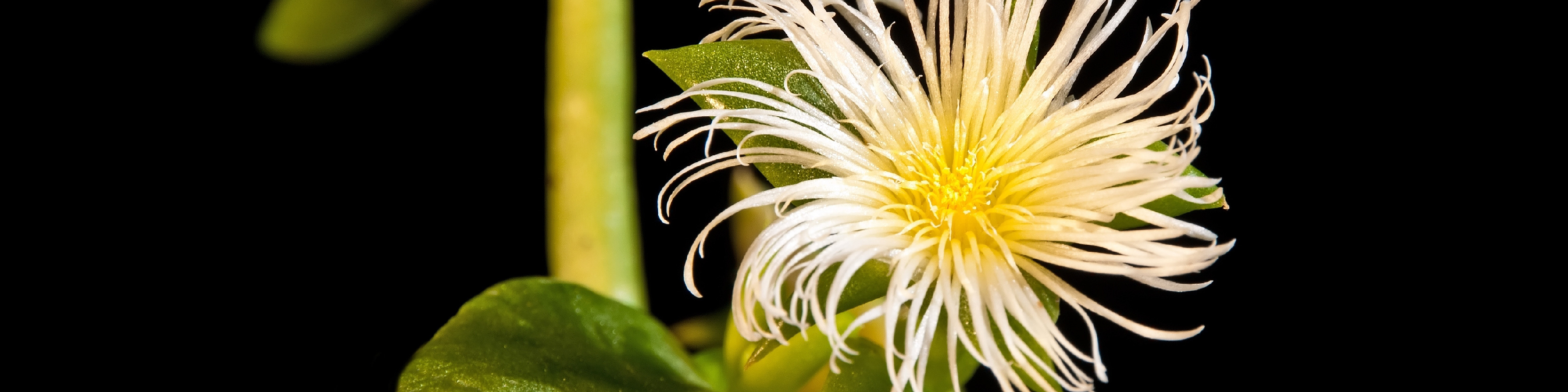 Sceletium flower image