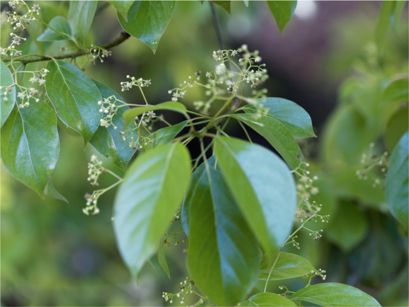 Ravensara Tree image