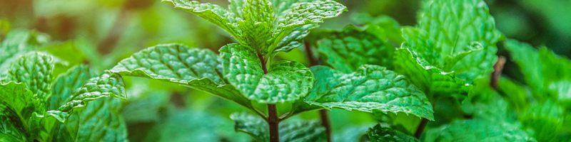 Peppermint Leaf image