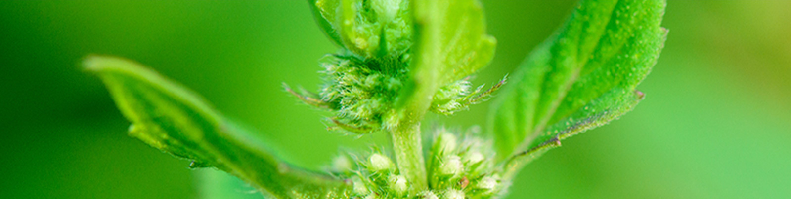 Japanese Peppermint plant