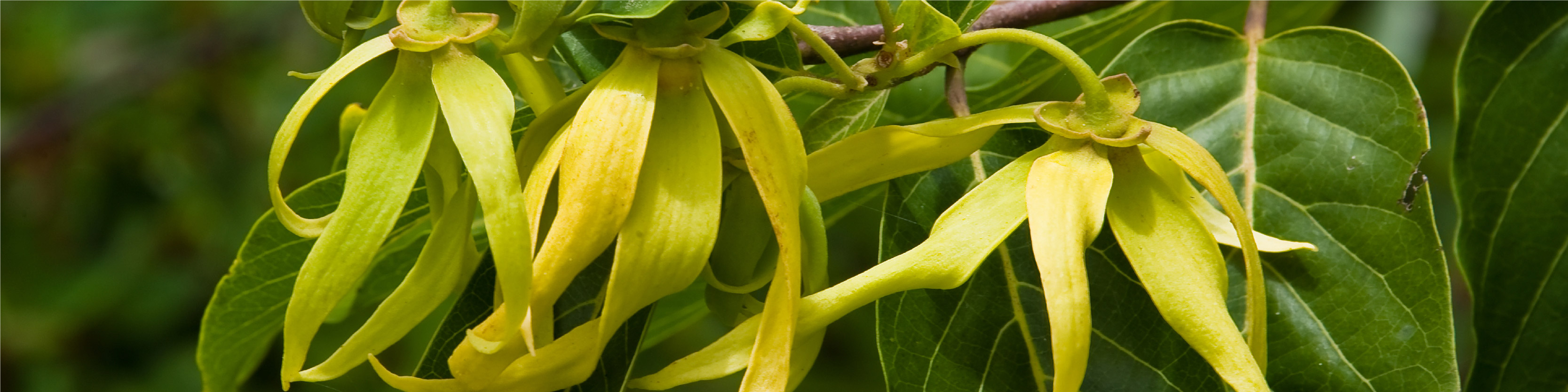 Ylang Ylang Flower Image