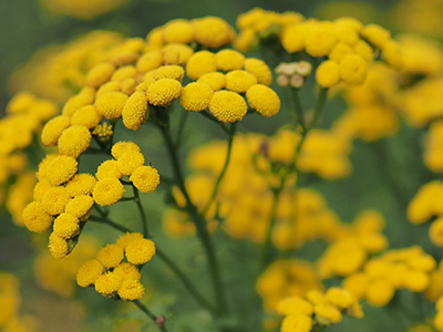 Blue Tansy image