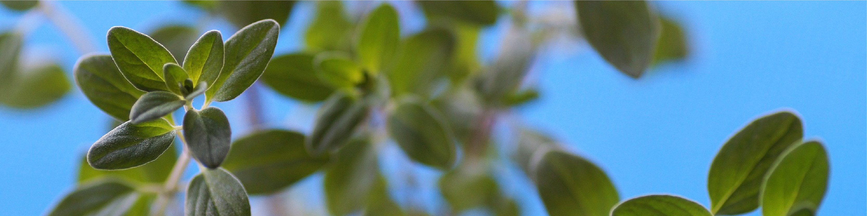 Marjoram Leaf Image