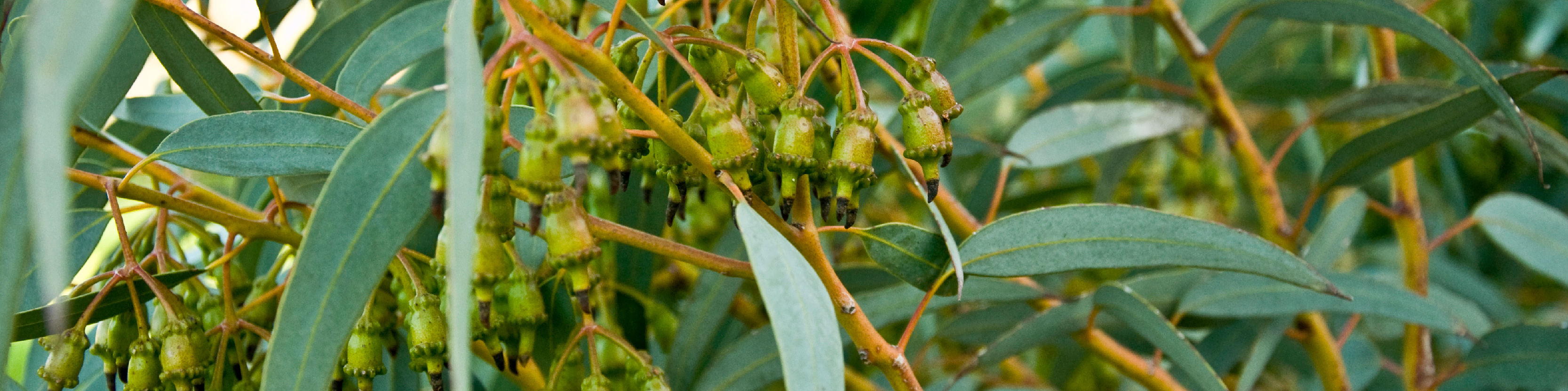 Eucalyptus leaf image
