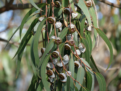 Eucalyptus globulus leaf