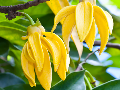 Ylang Ylang Flower Image