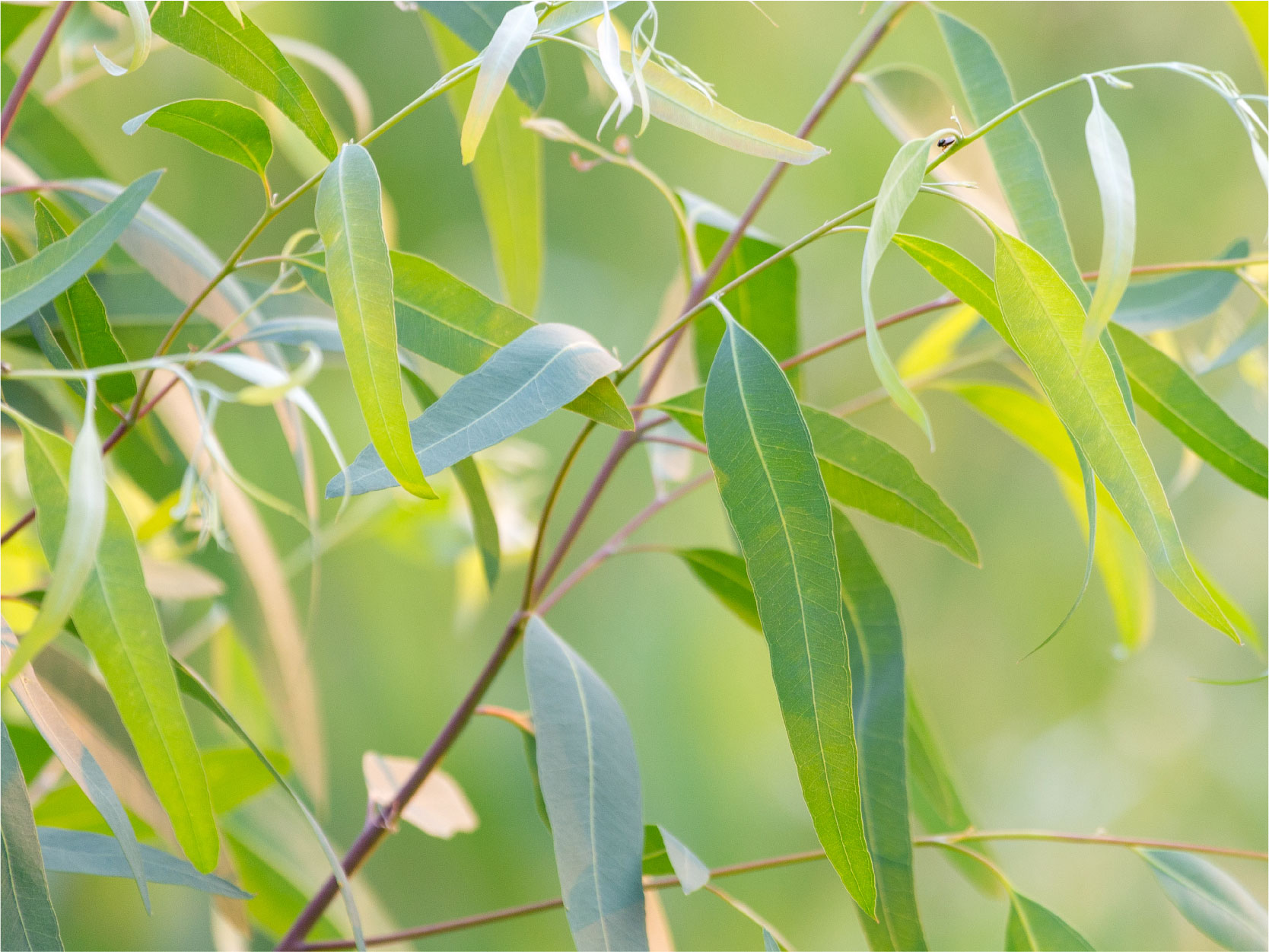Eucalyptus leaf image