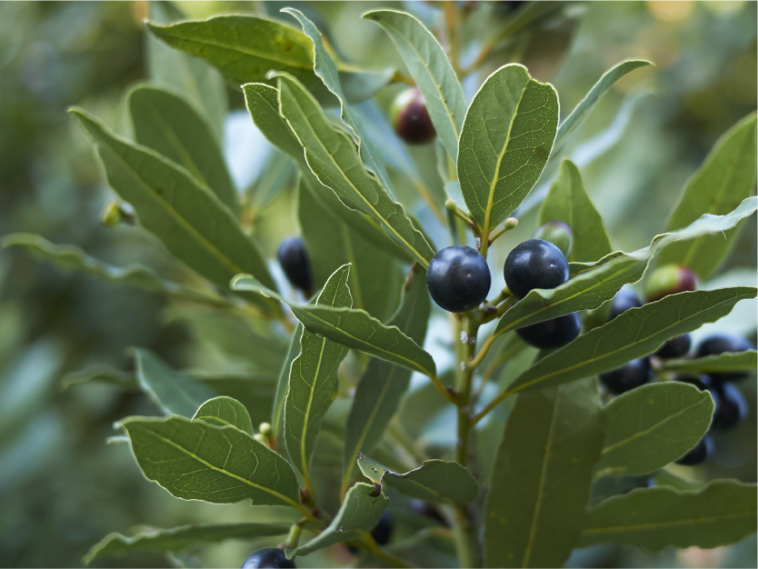 Ravintsara tree image