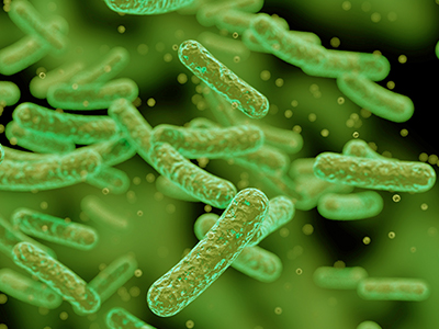 Bifidobacterium Lactis Image