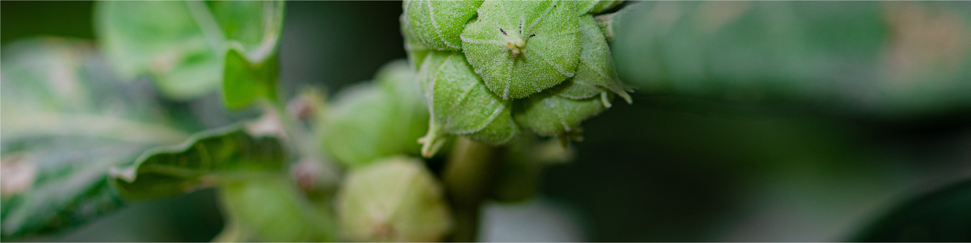 Ashwagandha Root Image