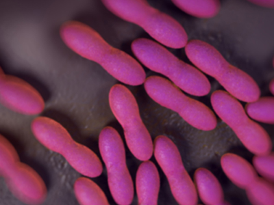 Lactobacillus acidophilus image