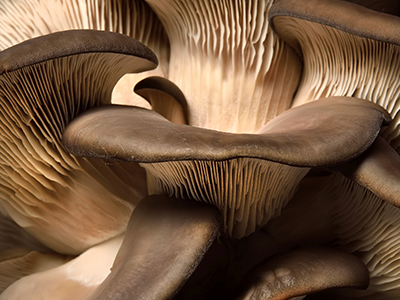 Beta Glucan_Mobile.png