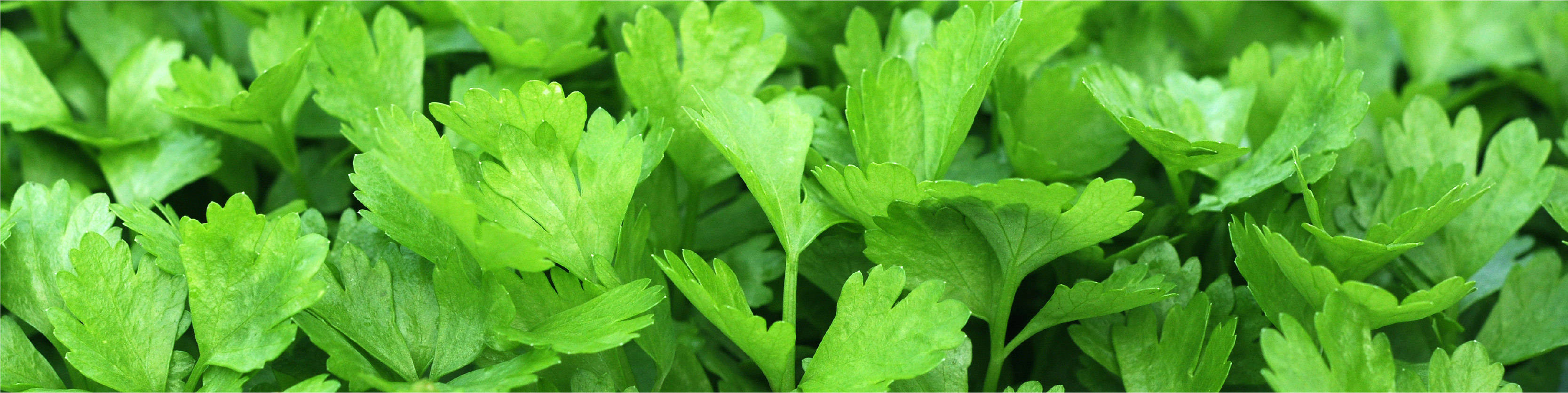 Coriander Leaf Image