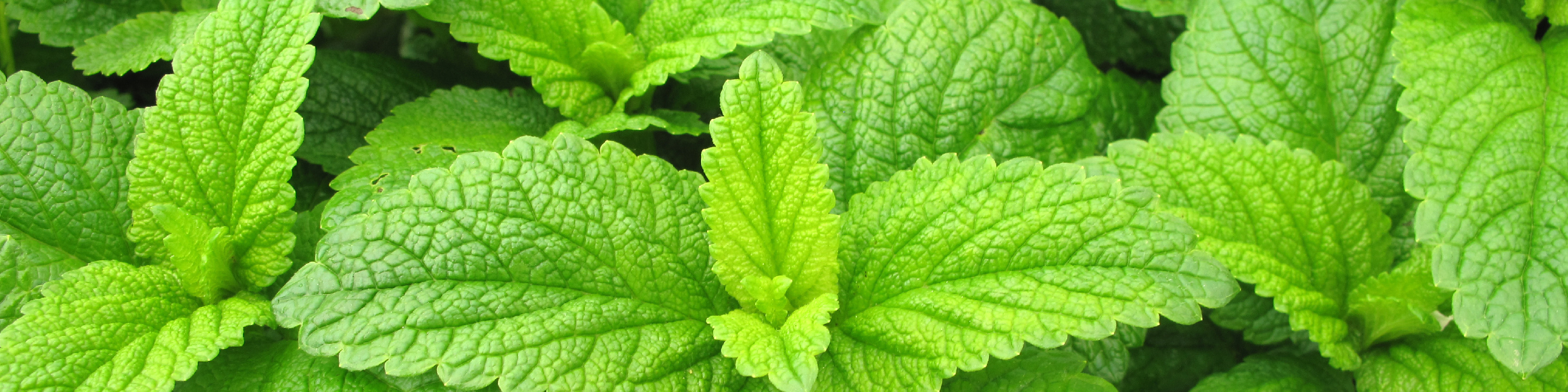 peppermint leaf image