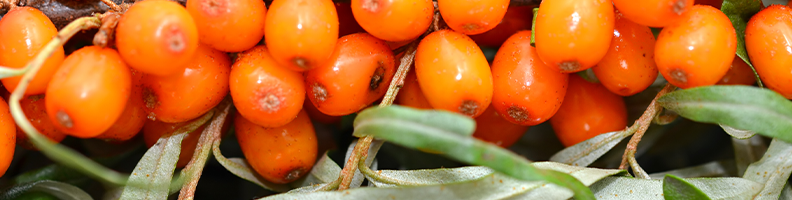 Sea Buckthorn.png