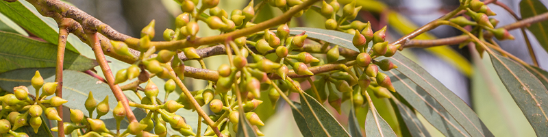 Eucalyptus loxophleba leaf