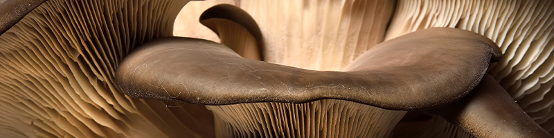 Beta Glucan_Desktop.png