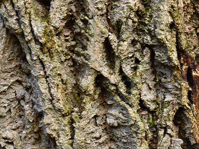 Phellodendron Amurense Bark Image