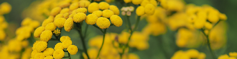 Blue Tansy image