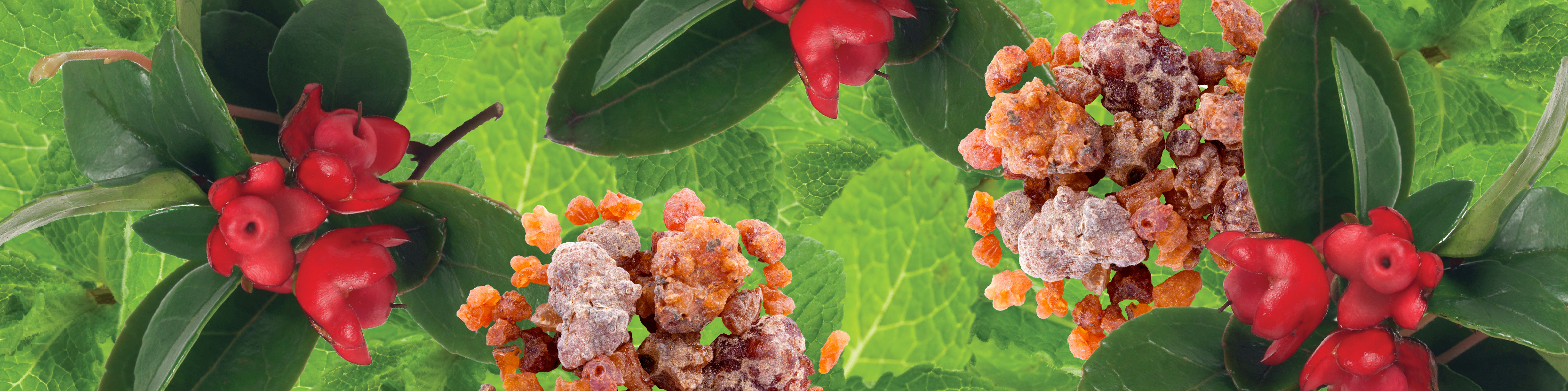 botanical ingredients image