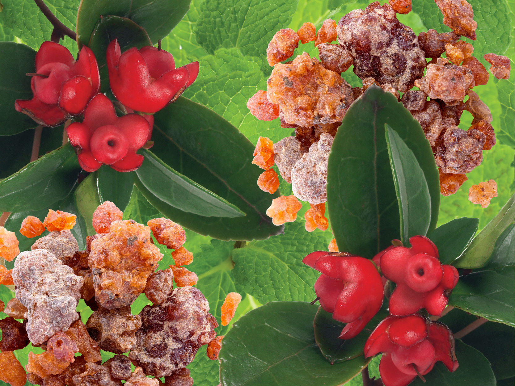 botanical ingredients image