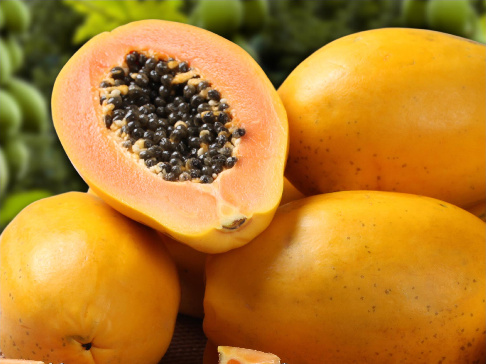 TerraZyme Papain Image