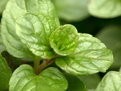 Bergamot Mint image