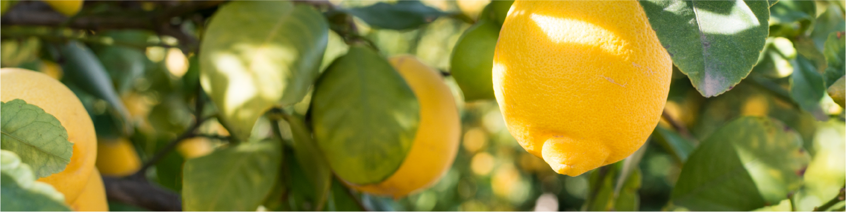 Lemon tree image
