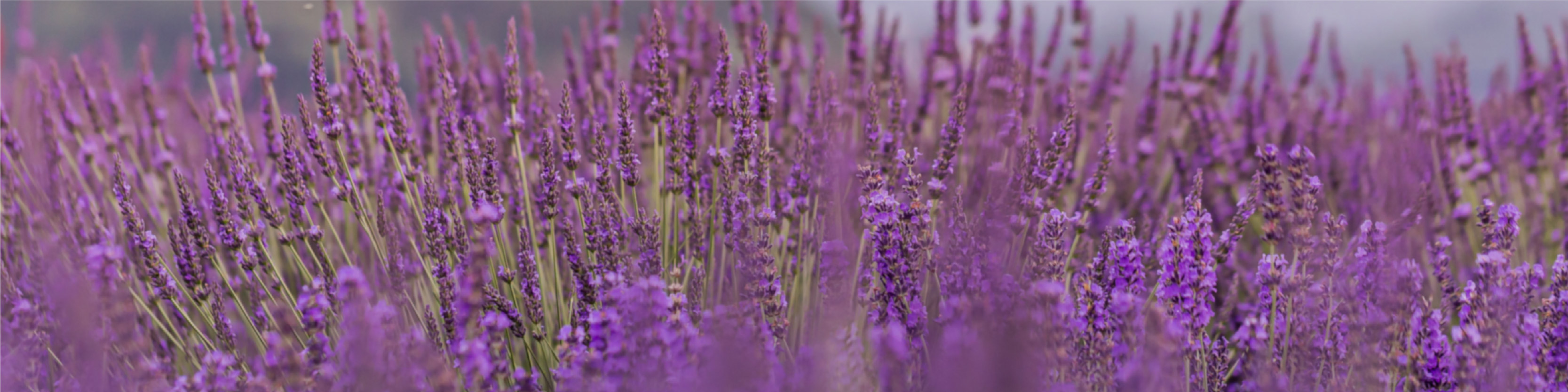Lavender field image