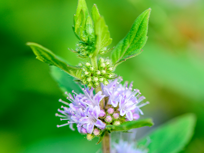 Japanese Peppermint plant image