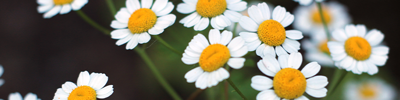 Blue Chamomile Flower Image
