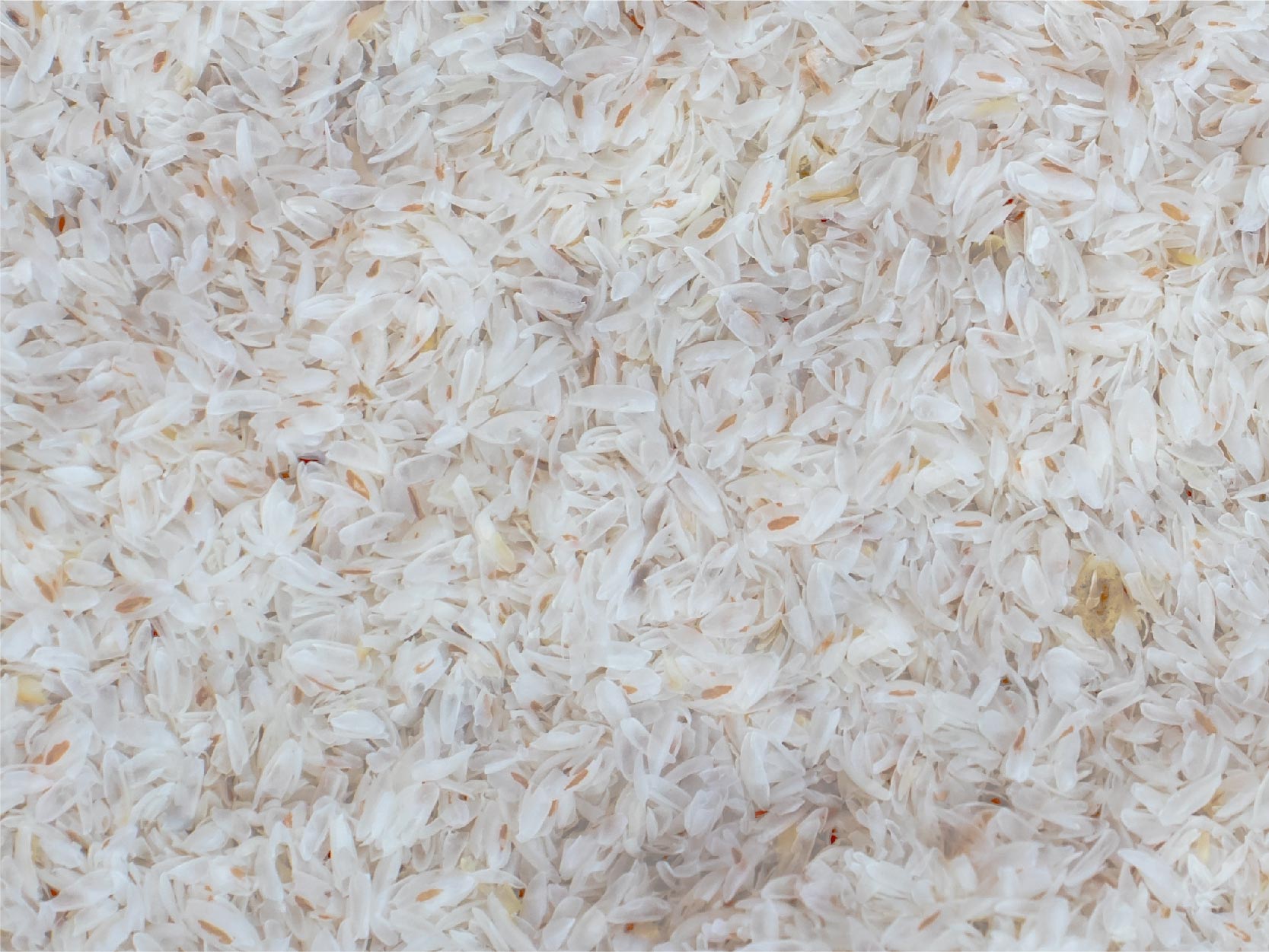 TerraZyme Amylase Image